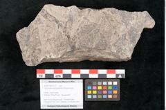 Foto (Detailansicht) von Cassia pseudophaseolites Ettingshausen (NHMW-GEO-2024-0188-10161)